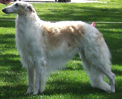 Top Conformation Borzoi 2010